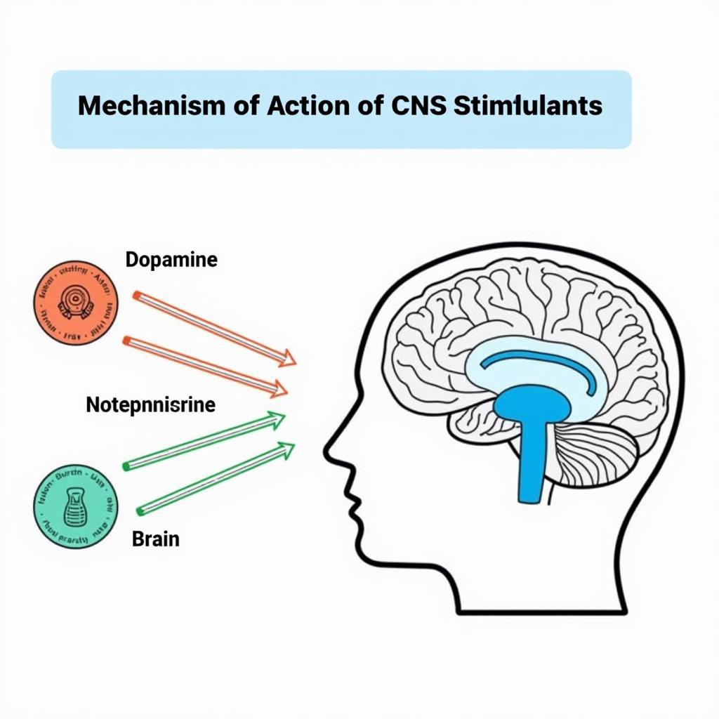 Cơ chế tác động của thuốc kích thích thần kinh trung ương