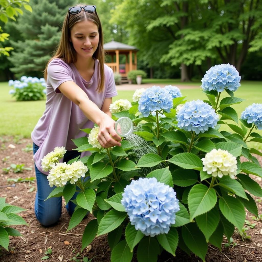 Cách Trồng và Chăm Sóc Cẩm Tú Cầu